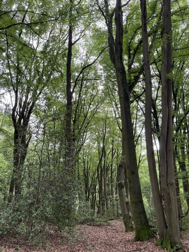 Erlebniswege Sieg: Der Holzweg