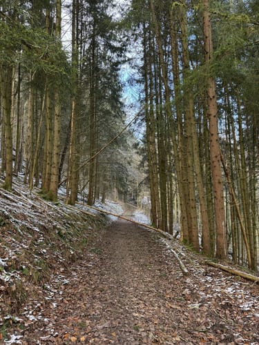 Durch die Kyllburg Wandereifel