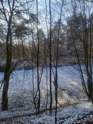 Soonwald (Traumschleife)