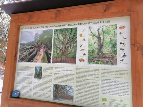 Eichhorst: Zur Silkebuche