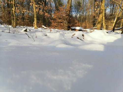 Eichhorst: Zur Silkebuche