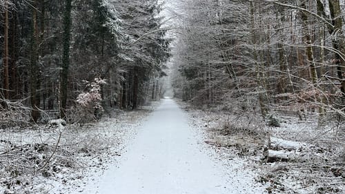 Hügelgräber im Kreuzlinger Forst
