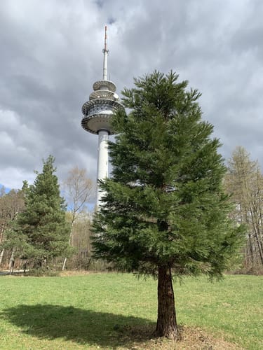 Braunäcker - Betzenberg