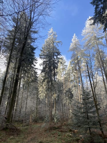 Höhenrundweg um Lohr am Main