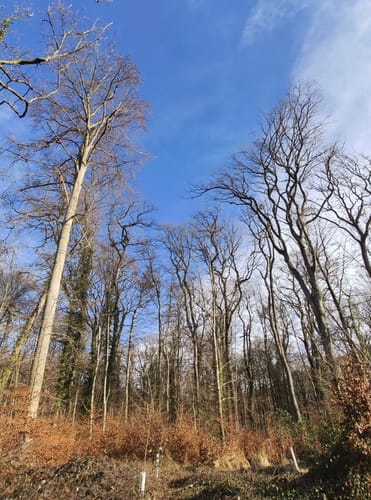 Eichwald ab Vögisheim
