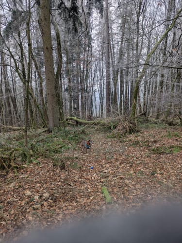 Rieslocher Klamm ab Thaleischweiler-Froschen