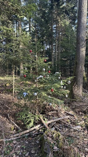 Aus Engelsbrand zur Büchenbronner Höhe