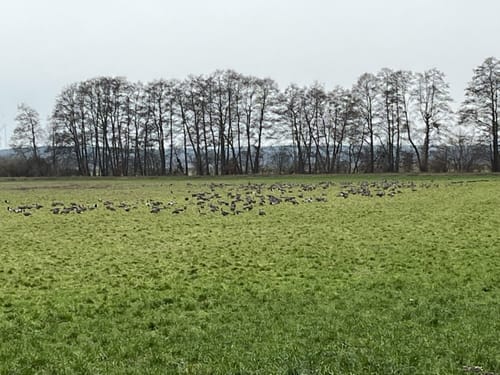 Rund um den Strengsee