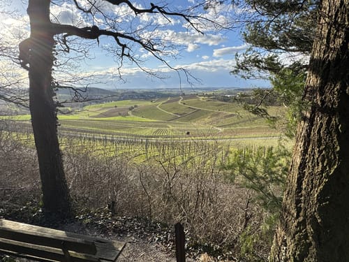 SU2 - Wandern zwischen Wein, Wald und Streuobstwiesen