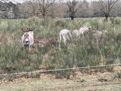 Wahner-Heide: Geisterbusch Tour