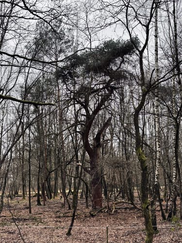 Wahner-Heide: Geisterbusch Tour