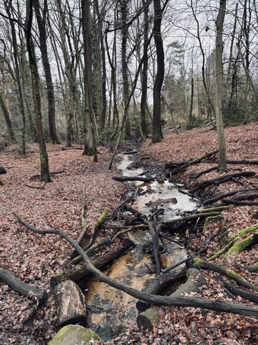 Wahner-Heide: Geisterbusch Tour