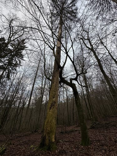 Um den Atzelberg