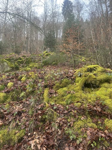 Bannwald Eiberg und Forscherpfad
