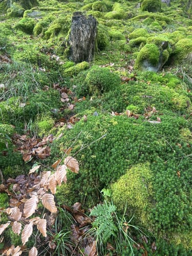 Bannwald Eiberg und Forscherpfad