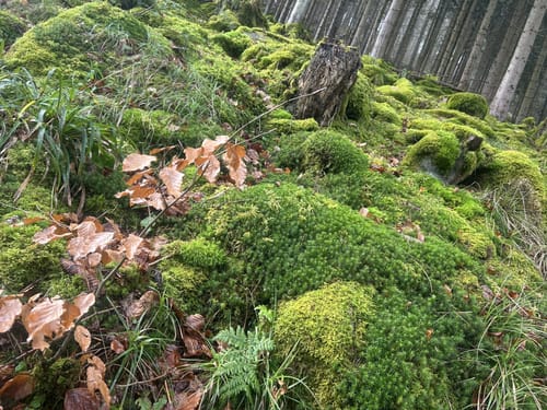 Bannwald Eiberg und Forscherpfad