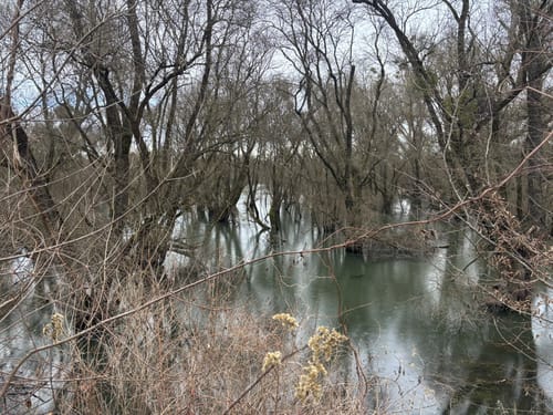 Rheinauen-Runde von Rastatt-Plittersdorf