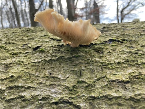 Hohes Holz - Hubertushöhe