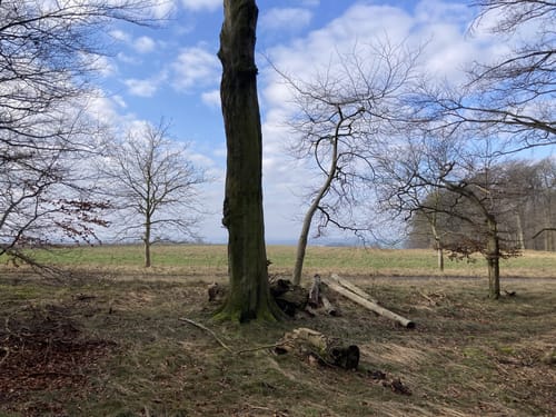 Hohes Holz - Hubertushöhe