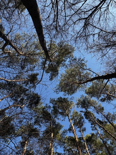 NSG Gießener Bergwerkswald
