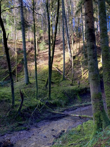 Mittelsbach-Runde