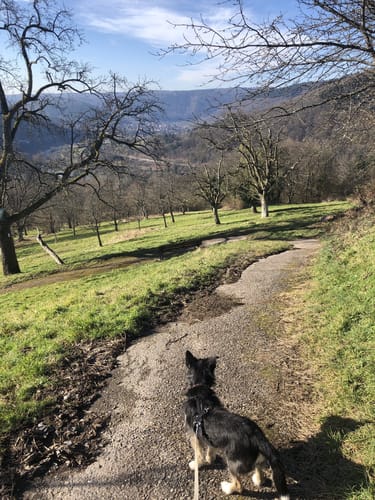 Neckarsteinach Rundwanderweg 3: Dilsberg-Weg