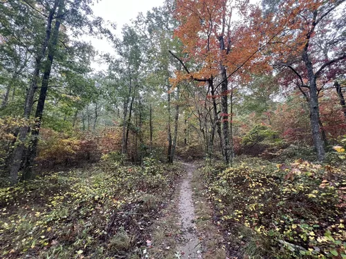 10 Best forest trails in DeSoto State Park | AllTrails