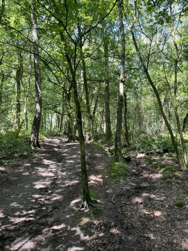 Haard Runde 03: Zur alten Buche