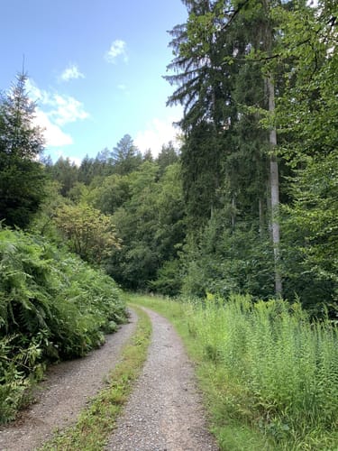 Hirschhorn: Neckar - Weg H2