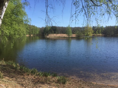 Lindensee ab Haßloch