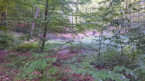 Rundwanderweg Hainholzhof/Kehr - Tour roter Kreis