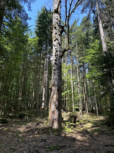 Entlang des Schmalzbachs zum Schwellhäusl
