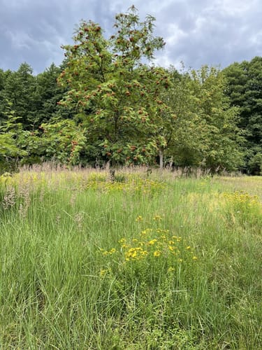Um den Großen Wummsee