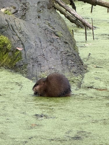Rund um den Machnower See