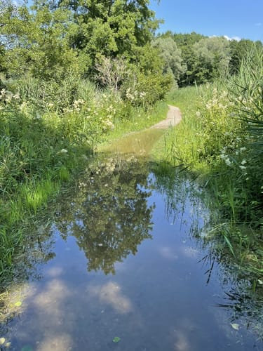 Um den Ilmensee