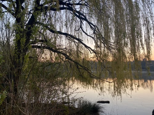 Wendlingen - Neckar - Wernauer Baggerseen