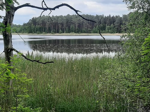 Röbelscher Wald