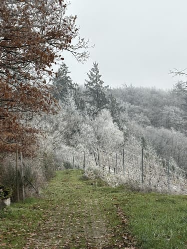 Zum Weißen Stein