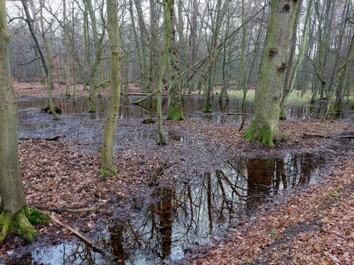 Naturschutzgebiet Mönchbruch ab Jagdschloss