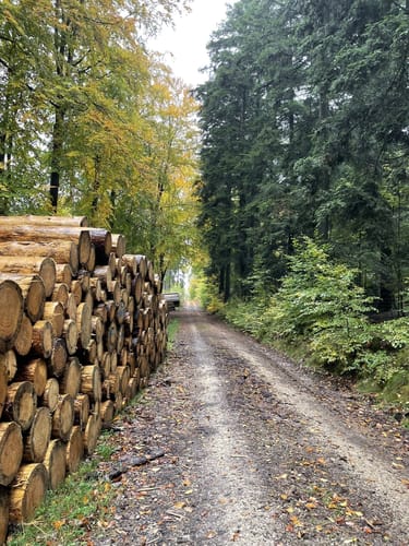 Saar-Hunsrück-Steig Etappe 11: Morbach - Kempfeld