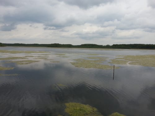 Durch das Naturschutzgebiet zum Riebener See