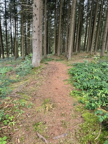 Zwischen den Wäldern (Traumschleife)