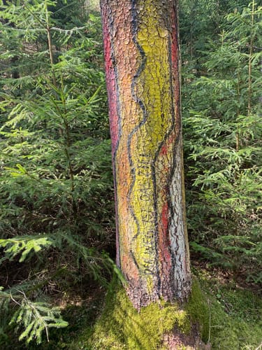 Kasing - Pyramidenfeld - Jakobs-Rast
