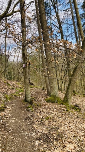 Dünnbach-Pfad (Traumschleife)