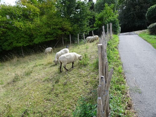 Rund um den Golfplatz Hohenhardter Hof