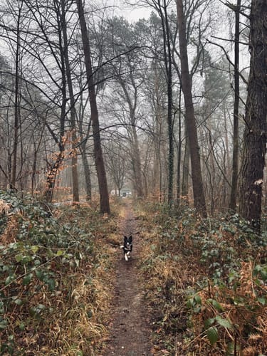 Von der Wahner Heide zum Hirschpark