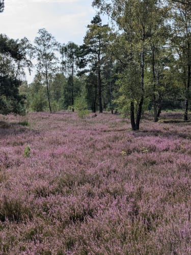 Leine-Heide-Radweg (Radfernweg)