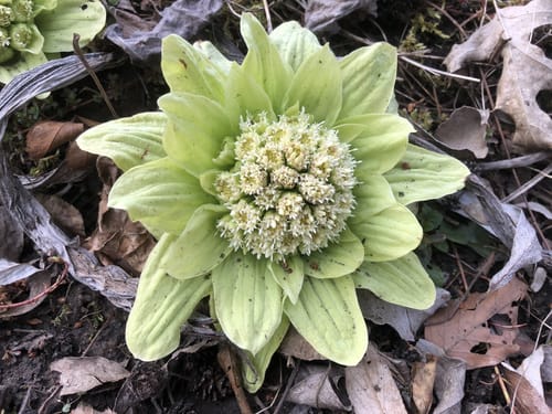 Neuer Botanischer Garten Marburg