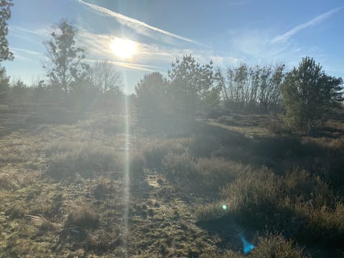 Schönower Heide: Wildwanderweg