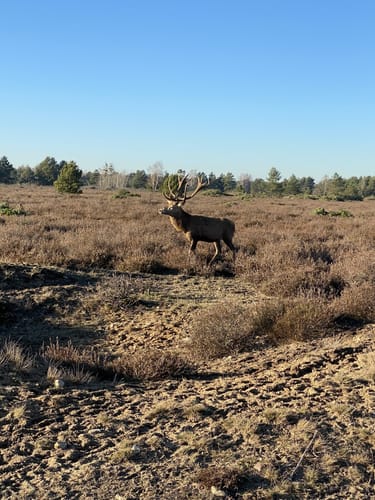 Schönower Heide: Wildwanderweg